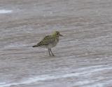 Breeding adults of the Golden Plover are black & gold spotted on top of the back, head and wings. Their face and neck are black with a thick white border, a black breast, black legs, and a dark rump. In winter, they have an off-white face and breast and white underneath. <br/><br/> What makes this bird special in the UK is an amazing 500,000 birds overwinter here.